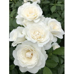 Baby Snow White  (Potted Rose)